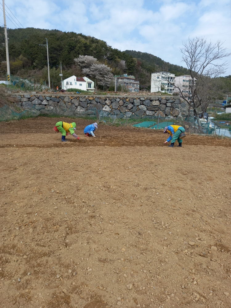 [크기변환]1-2. 관련사진(옥포2동, 팔랑포 마을 “봄 맞이 꽃씨 뿌리기”).jpg