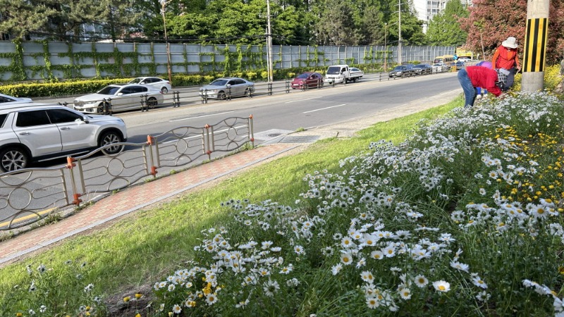 [크기변환]2-2. 관련사진(고현동, 중곡 육교 인근 봄꽃 식재 1).jpeg