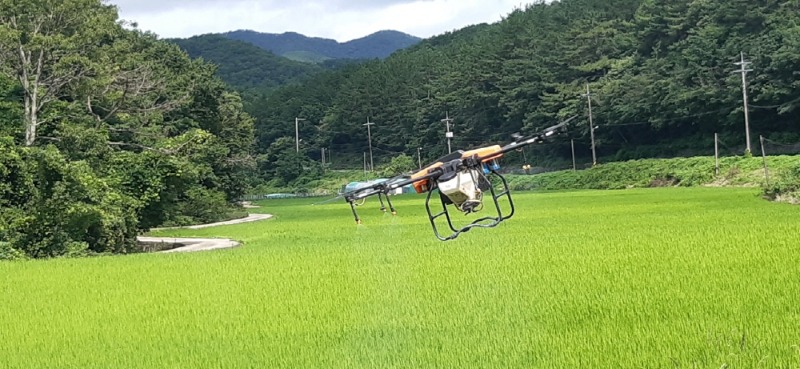 [크기변환]관련사진2(연초면 벼 병해충 일제방제를 위한 드론 항공방제실시).jpg