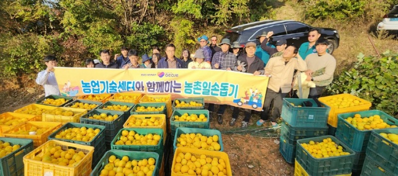 [크기변환]4-2. 관련사진(거제시농업기술센터, 유자 수확 농촌일손돕기 추진 1).JPG